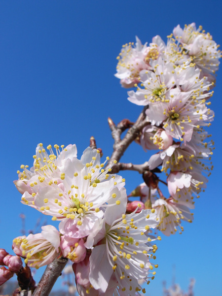 中国実桜_9