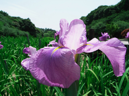 ԏҊ_01