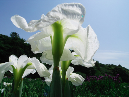 ԏҊ_03