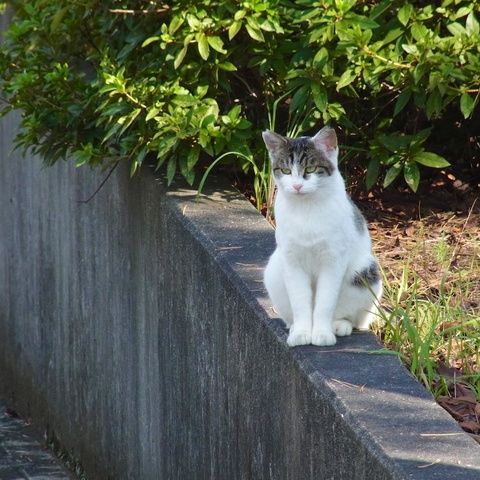 公園の猫29
