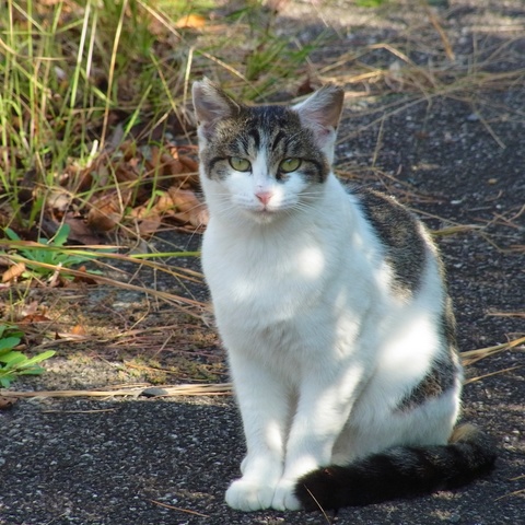 公園の猫30