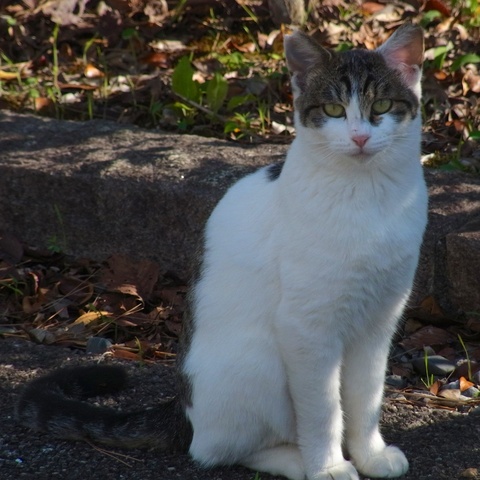 公園の猫31