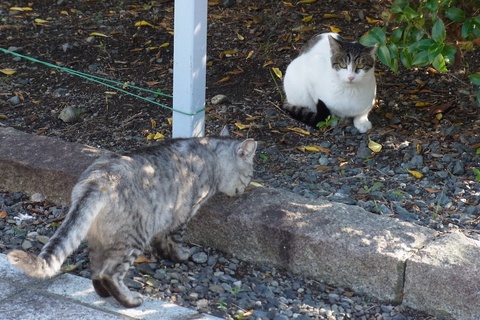 公園の猫32