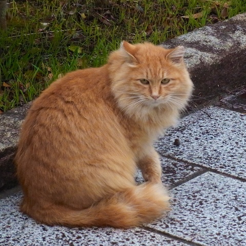 ̔L33