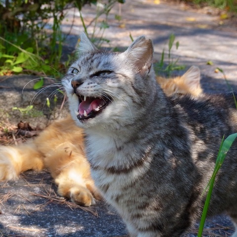 ̔L35